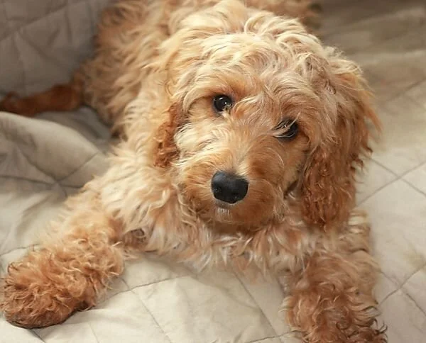 Cockapoo 6 deals months